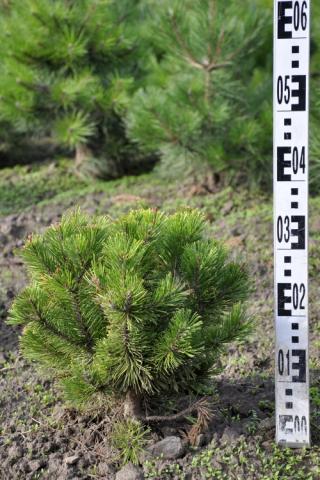 Pinus mugo 'Wintergold'